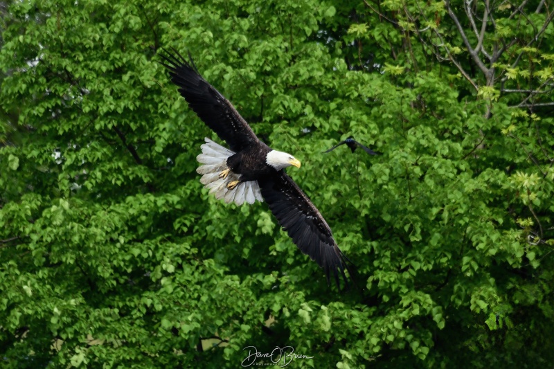 Bald Eagle chased away
5/21/24
