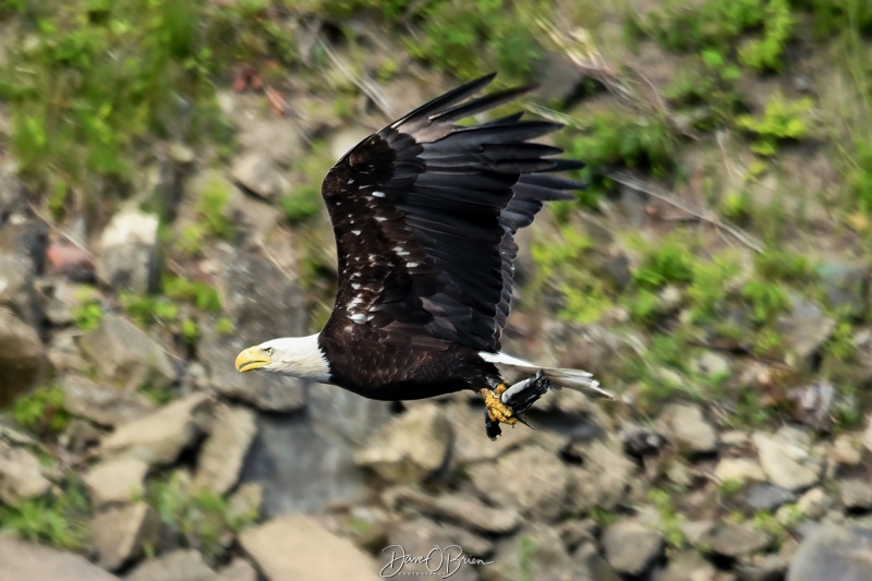 Bald Eagle with a lamprey eel
5/21/24
