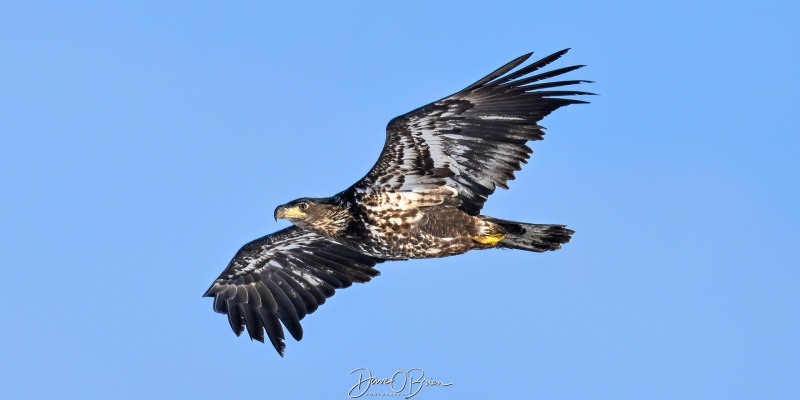 Young bald eagle leaves a tree for more breakfast
Southern NH
1/31/26
Keywords: New Hampshire, Raptors, Bald Eagle