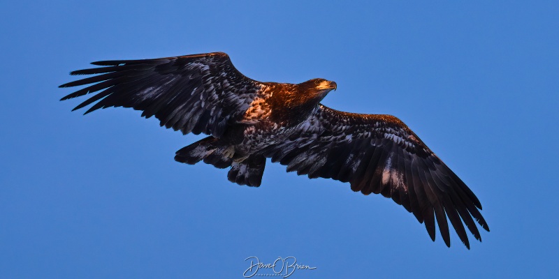 Immature Bald Eagle on the hunt
Rochester, NH
12/4/25
Keywords: Bald Eagle