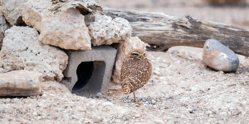 Burrowing Owls outside of Las Vegas
North of Las Vegas
3/13/25
