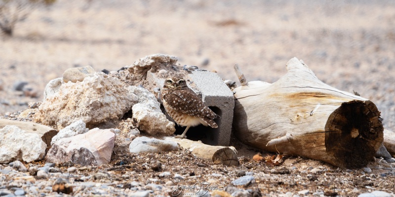 Burrowing Owls outside of Las Vegas
Stopped into these protected areas they fenced in for these burrowing owls. They've built up so much north of Vegas they're losing their land
