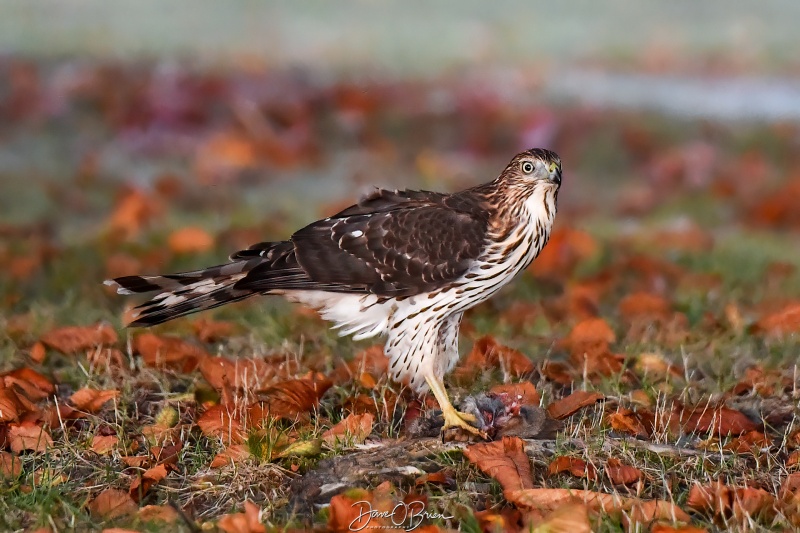 Coopers Hawk 
Caught this young Coopers Hawk catching an early breakfast
10/1/24
Keywords: wildlife, raptors, coopers hawk