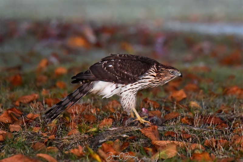 Coopers Hawk
Caught this young Coopers Hawk catching an early breakfast
10/1/24
Keywords: wildlife, raptors, coopers hawk