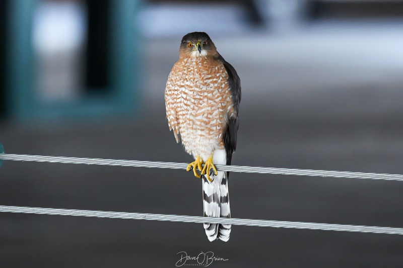 Coopers Hawk hunting in a parking garage
KBTV
3/5/24
