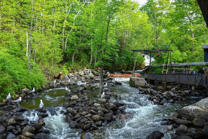 Damariscotta Fish Ladder
Damariscotta, ME
5/27/26
Keywords: New England Coast, Damariscotta, Maine, Fish Ladder