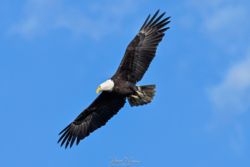 Bald Eagle on the hunt
Southern NH
5/26/26
