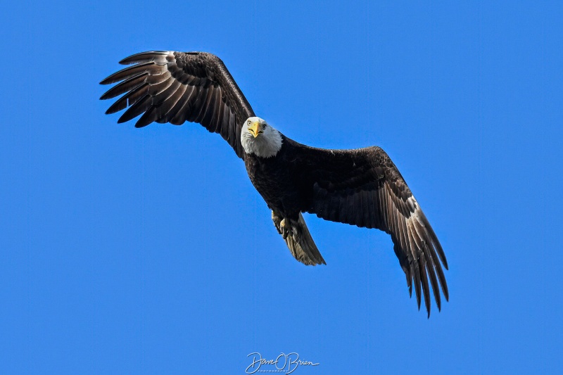 Bald Eagle on the hunt
Southern NH
5/26/26
