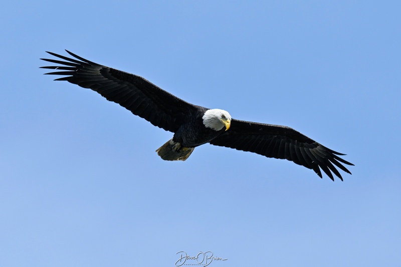 Bald Eagle
Southern, NH
5/22/26
