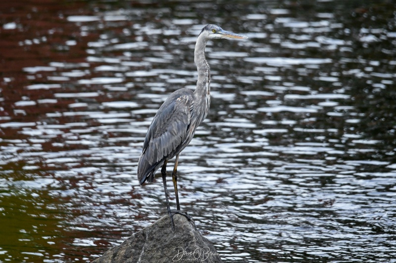 GBH Heron waiting for lunch
5/30/24
