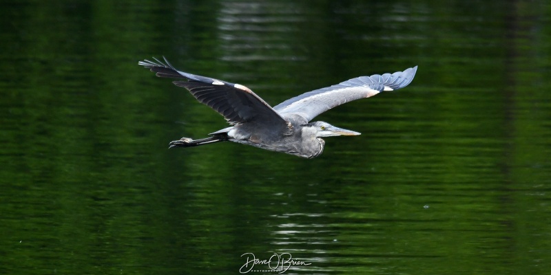 Great Blue Heron flying in for lunch
5/30/24
