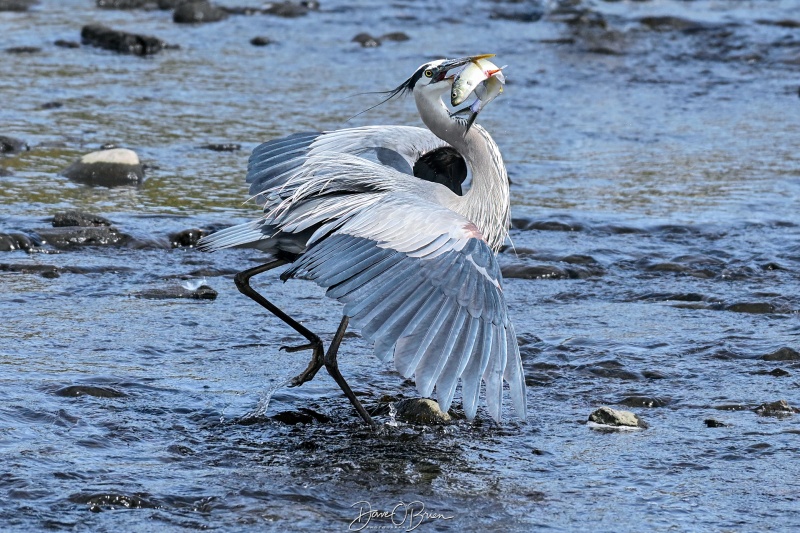 Great Blue Heron with dinner
Southern, NH
5/22/26
