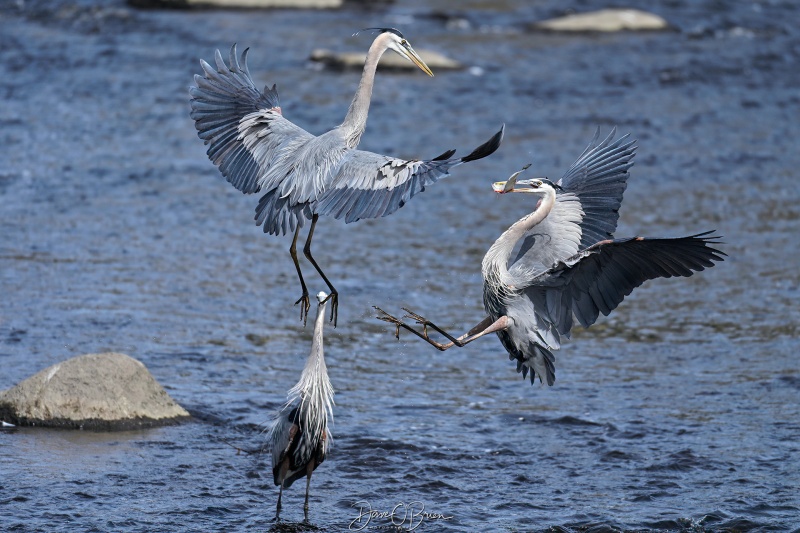 Great Blue Herons 
Southern, NH
5/22/26
