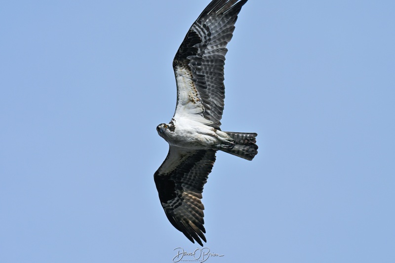 Osprey on the hunt
Southern, NH
5/22/26

