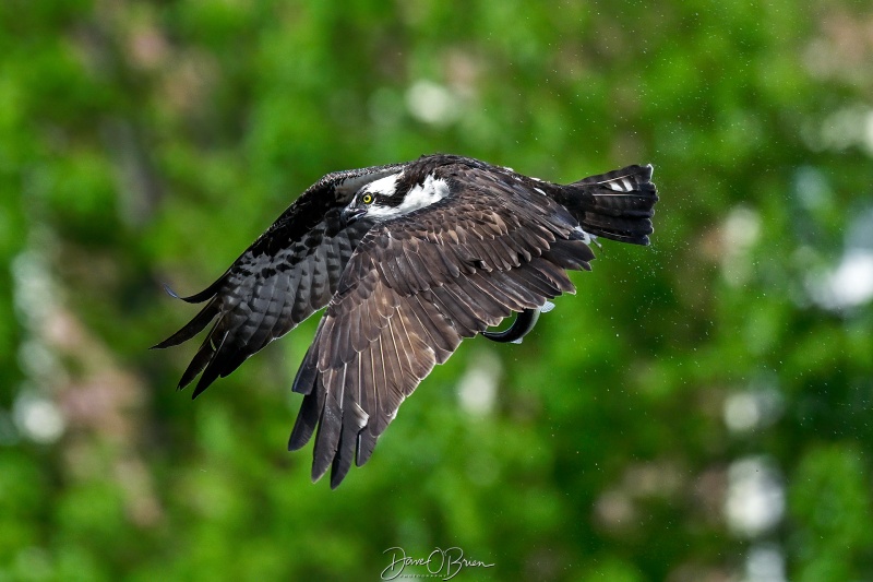 Osprey with a catch
Southern, NH
5/22/26
