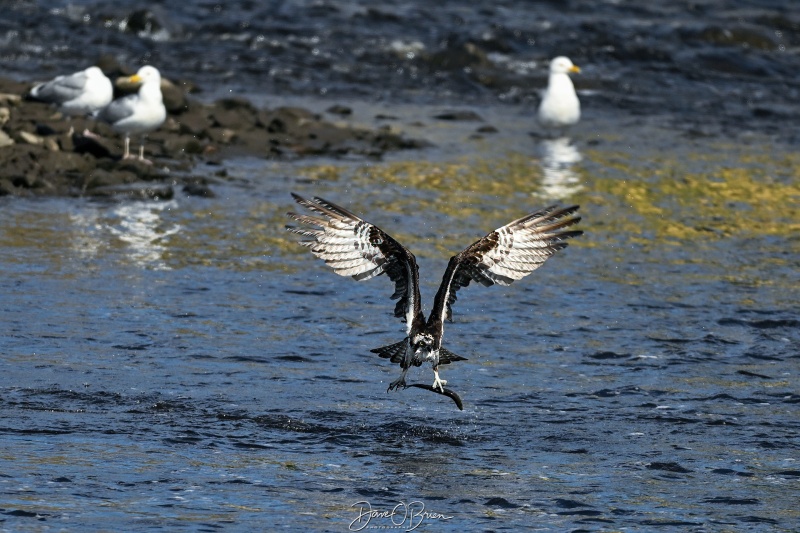 osprey with a catch
Southern, NH
5/26/26

