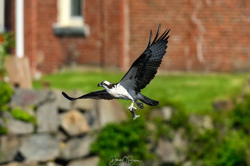osprey with a catch
Southern, NH
5/26/26
