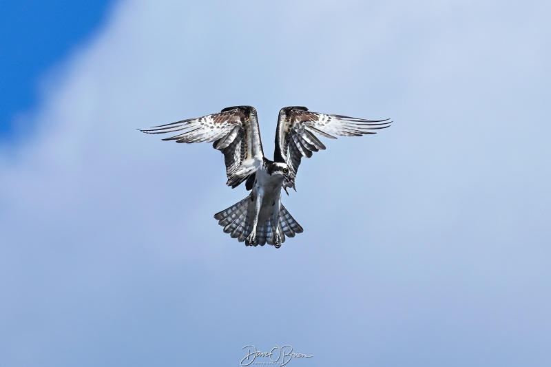 Osprey hovering
Southern, NH
5/26/26
