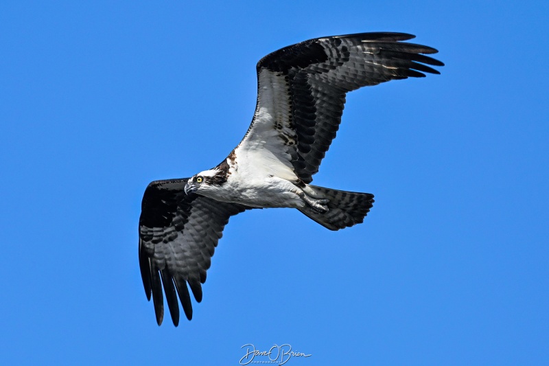 Osprey over the river
Southern, NH
5/26/26
