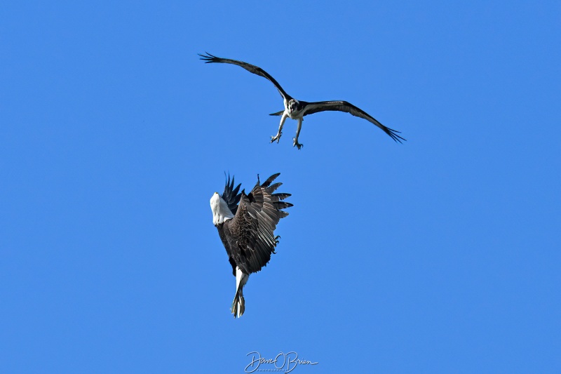Eagle and Osprey not willing to share the river
Southern, NH
5/26/26
