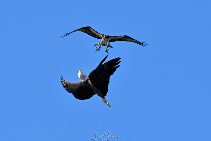 Eagle and Osprey not willing to share the river
Southern, NH
5/26/26
