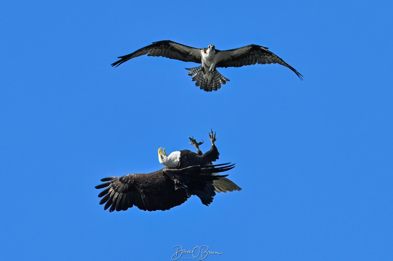 Eagle and Osprey not willing to share the river
Southern, NH
5/26/26
