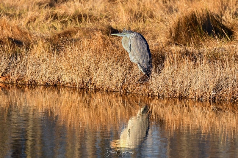 Great Blue Heron tries to warm itself in the morning sun.
11/25/23
Keywords: Great Blue Heron, Wild Life