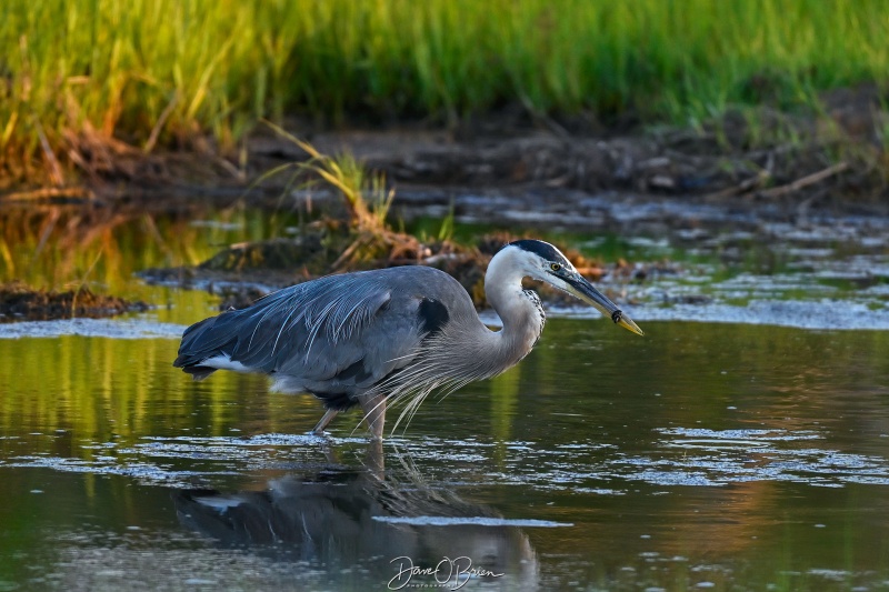 Great Blue Heron
Rye, NH
7/9/26
Keywords: New England Coast, Great Blue Heron, Rye NH