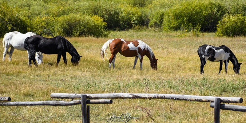 Elk Ranch Flats Turnout
Some horses we found in a huge pen just eating
Elk Ranch Flats Turnout
Moran, WY
9/3/24
Keywords: Grand Tetons National Park, Elk Ranch Flats Turnout, Moran WY