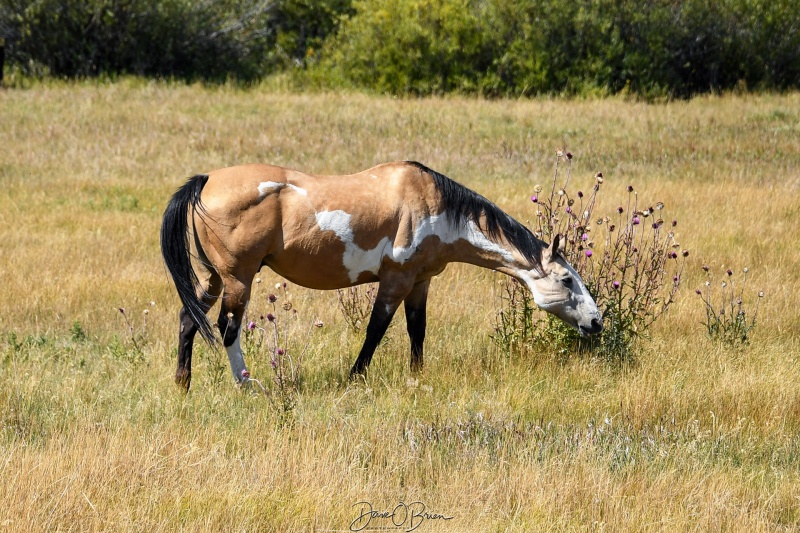 Elk Ranch Flats Turnout
Some horses we found in a huge pen just eating
Elk Ranch Flats Turnout
Moran, WY
9/3/24
Keywords: Grand Tetons National Park, Elk Ranch Flats Turnout, Moran WY