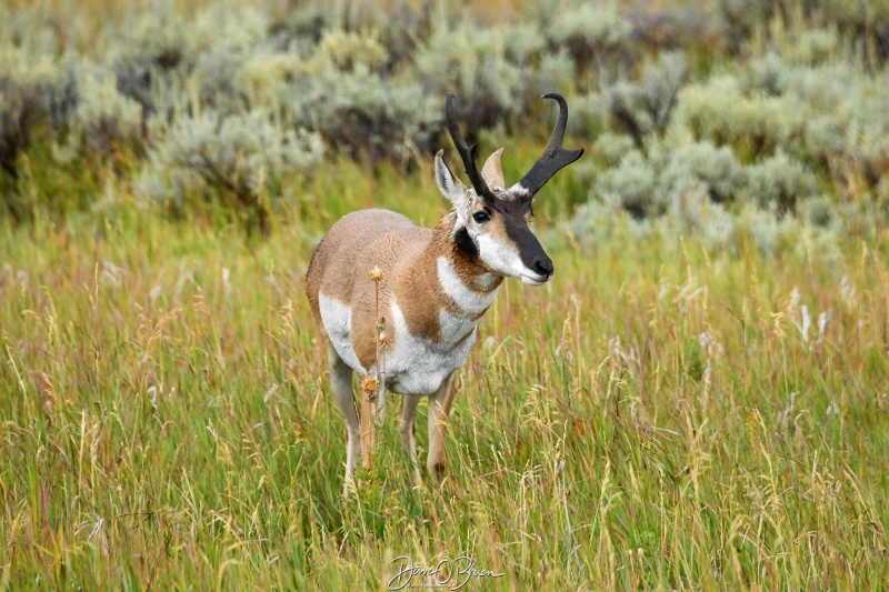 Pronghorn
Only Pronghorn we saw that was close enough to the road to snap a shot.
Elk Ranch Flats Turnout
9/4/24
Keywords: Grand Tetons National Park, Elk Ranch Flats Turnout, Moran WY