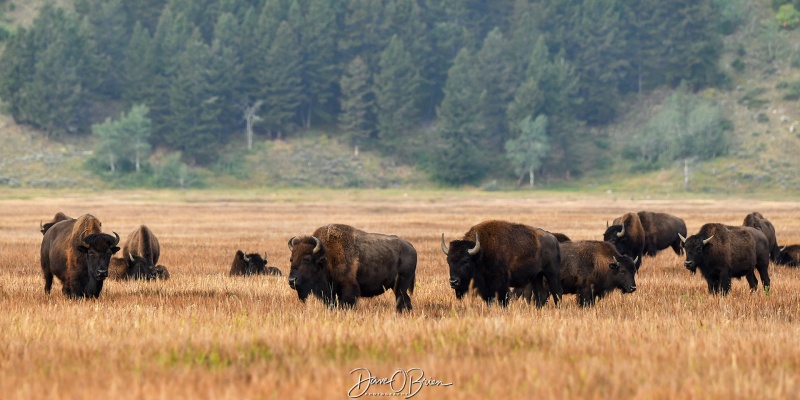 Just a few hundred feet down from Morman Row
Gross Ventre Rd,
Moose, WY
9/4/24
Keywords: Grand Tetons National Park, Bison, Gross Ventre Rd, Morman Row, Moose WY,