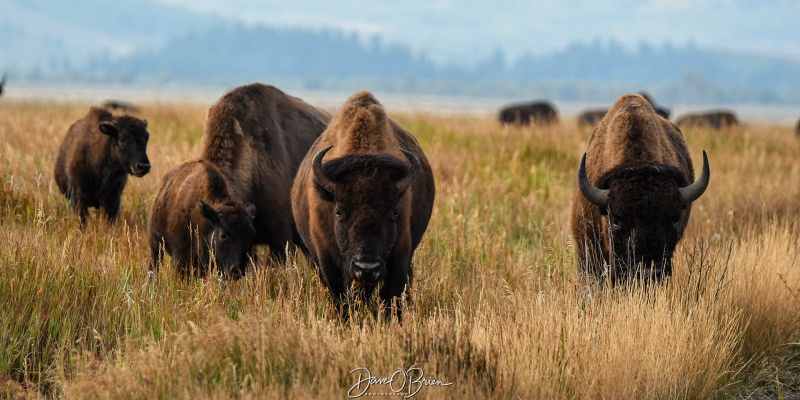 Bison passing through
A better look at the difference in the Male (Left) and Female (Right)s horns and how the Males point in, while the females point up.
Gross Ventre Rd,
Moose, WY
9/4/24
Keywords: Grand Tetons National Park, Bison, Gross Ventre Rd, Morman Row, Moose WY,