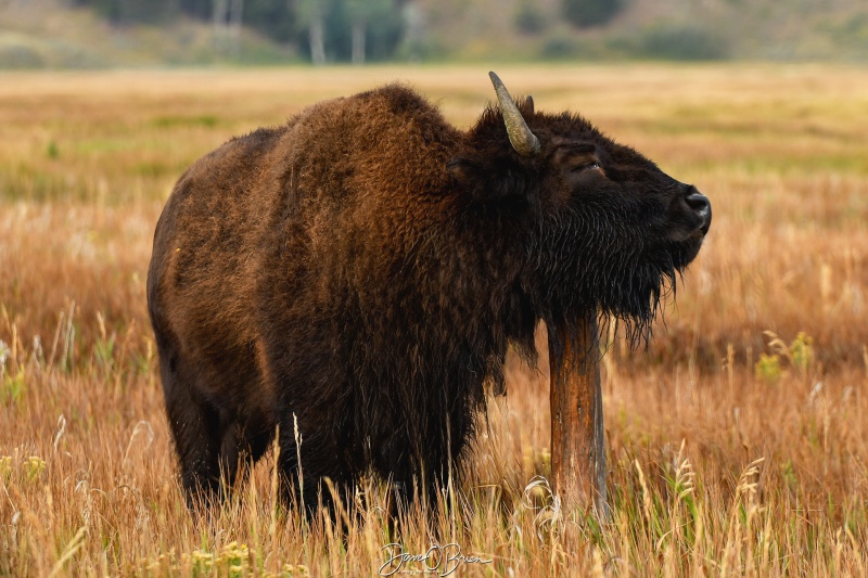 When you can't reach the itch, anything will do.
Gross Ventre Rd,
Moose, WY
9/4/24
Keywords: Grand Tetons National Park, Bison, Gross Ventre Rd, Morman Row, Moose WY,