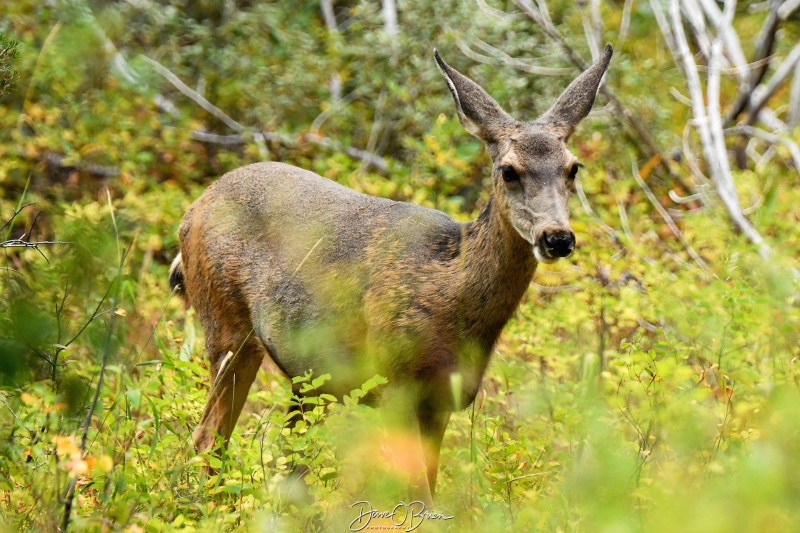 Mule Deer
Mule Deer
Moose Wilson Rd, WY
9/4/244
Keywords: Grand Tetons National Park, Moose Wilson Rd, Wildlife, Moose WY, Mule Deer