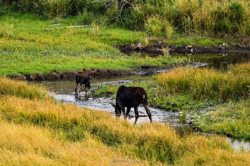 Moose & Calf
Was so upset here, my 150-600 lens stopped focusing and all I had was a 70-200.
Moose Wilson Rd, WY
9/4/24
Keywords: Grand Tetons National Park, Moose Wilson Rd, Wildlife, Moose WY, Moose