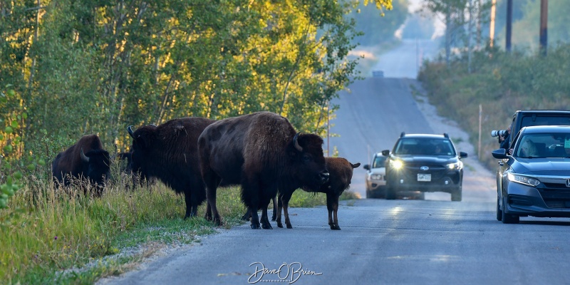 Bison Crossing
Gave them a wide birth as they crossed the road. They made sure to keep the young in between the 2 parents.
Shadow Mountain Road
Moose, WY
9/5/24
Keywords: Grand Tetons National Park, Shadow Mountain Road, Bison, Wildlife, Moose WY,