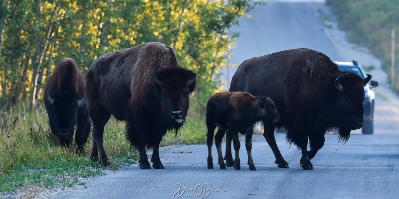 Found a heard of Bison with some young calves
Gave them a wide birth as they crossed the road. They made sure to keep the young in between the 2 parents.
Shadow Mountain Road
Moose, WY
9/5/24
Keywords: Grand Tetons National Park, Shadow Mountain Road, Bison, Wildlife, Moose WY,