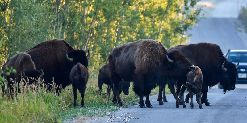 Bison Crossing
The calf wanted to get a closer look, but Dad wasn't having it.
Shadow Mountain Road
Moose, WY
9/5/24
Keywords: Grand Tetons National Park, Shadow Mountain Road, Bison, Wildlife, Moose WY,