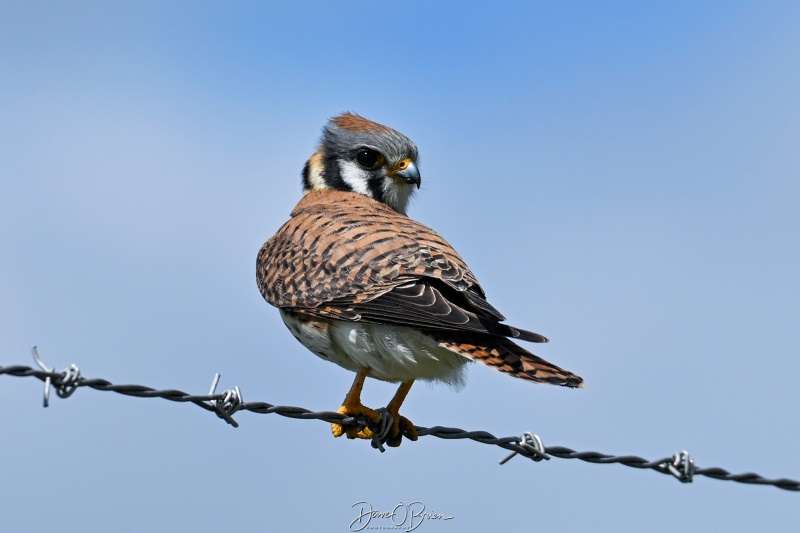 North American Kestrel
5/7/26
