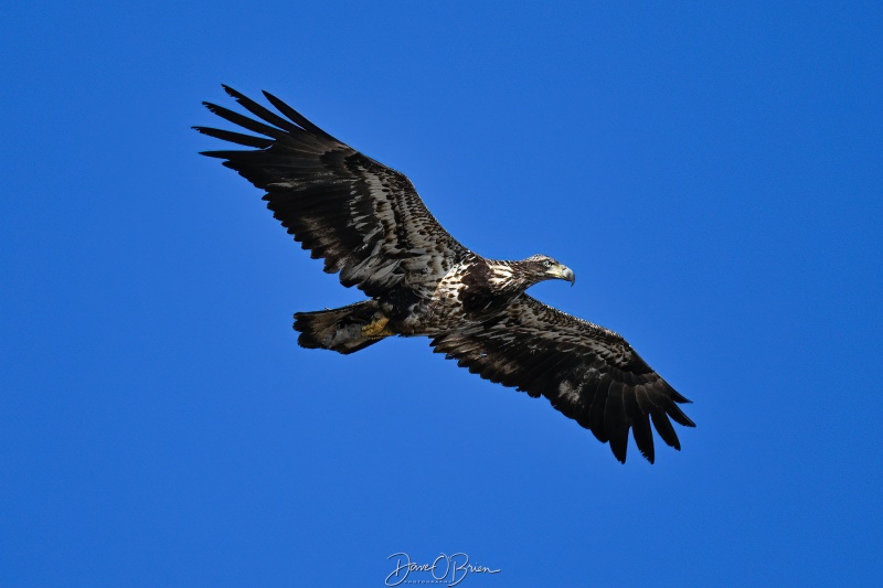 Young Bald Eagle 
Southern, NH
3/24/26
Keywords: New Hampshire, Raptors, Bald Eagles