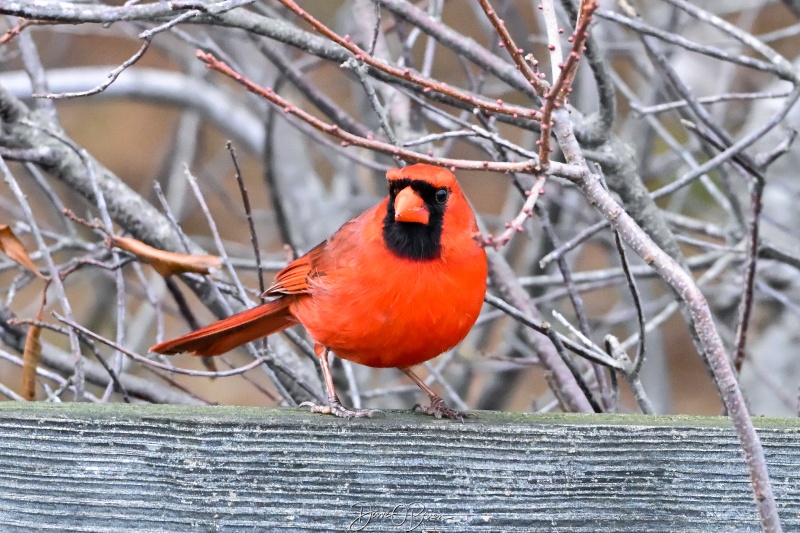 Northern Cardinal
Southern MA
3/21/26
Keywords: Northern Cardinal