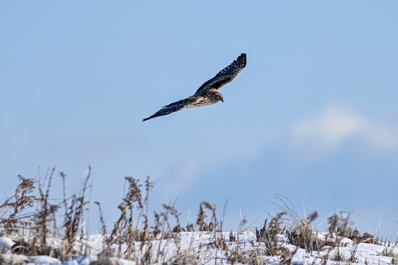 Northern Harrier
New Hampshire Seacoast
1/23/26
Keywords: New Hampshire Coast, Northern Harrier, Raptors