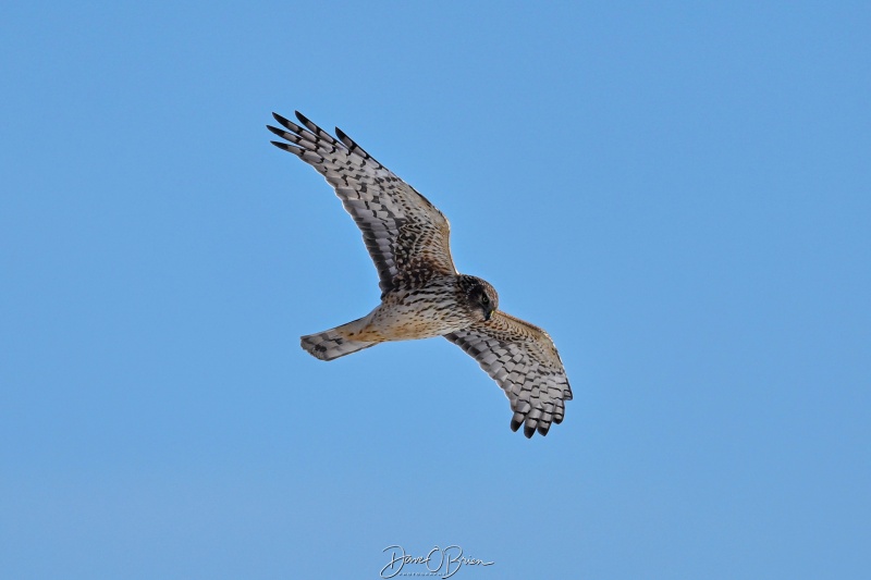Northern Harrier 
New Hampshire Seacoast
1/23/26
Keywords: New Hampshire Coast, Northern Harrier, Raptors