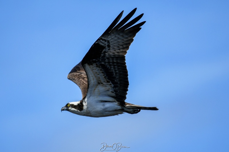 Osprey setting back up down river.
5/10/24
