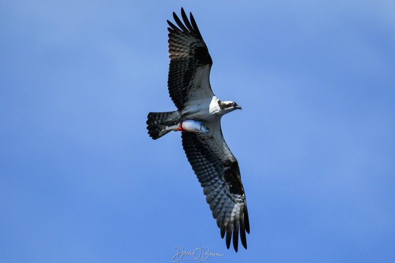 Successful hunt
Osprey with a fresh catch heading back to it's nest
5/10/24
