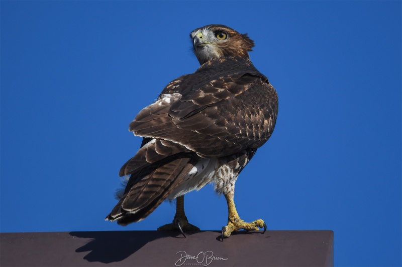 Juvenile Red Tail Hawk
Pease Golf Course
9/4/25
