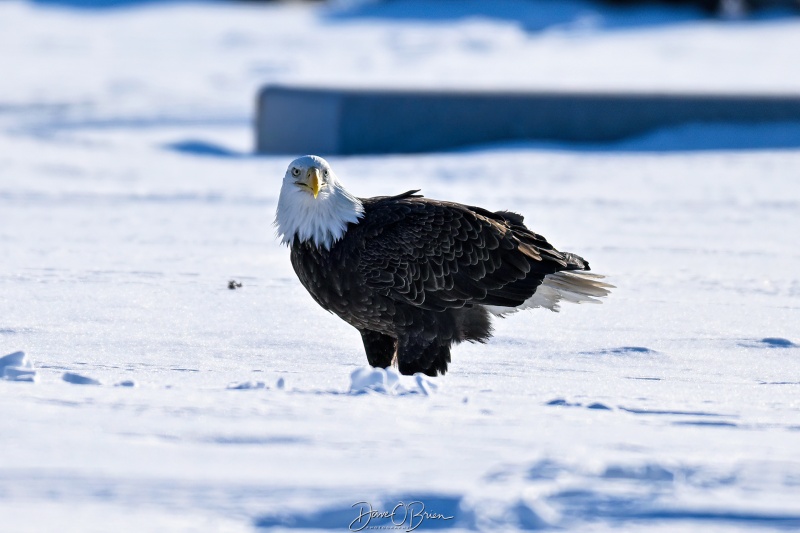 Pair of eagles sharing breakfast
Southern NH
2/14/26
Keywords: New Hampshire, Raptors, Bald Eagles
