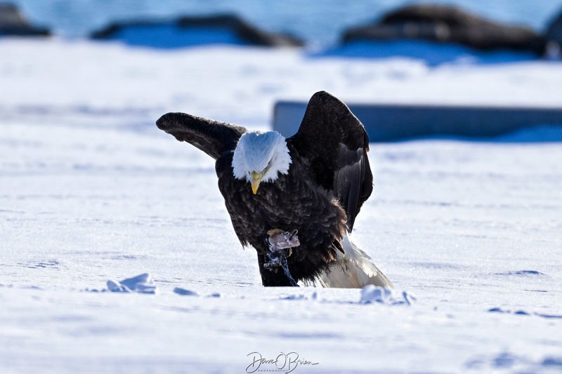 Pair of eagles sharing breakfast
Southern NH
2/14/26
Keywords: New Hampshire, Raptors, Bald Eagles