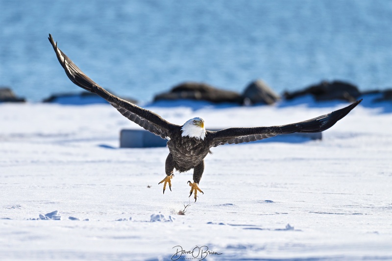 Pair of eagles sharing breakfast
Southern NH
2/14/26
Keywords: New Hampshire, Raptors, Bald Eagles